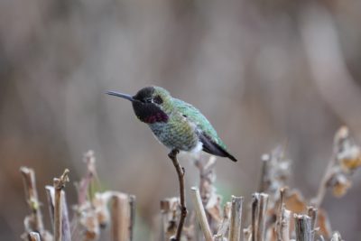 Anna's Hummingbird