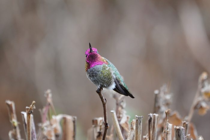 Anna's Hummingbird