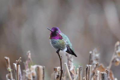 Anna's Hummingbird