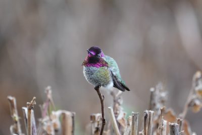 Anna's Hummingbird