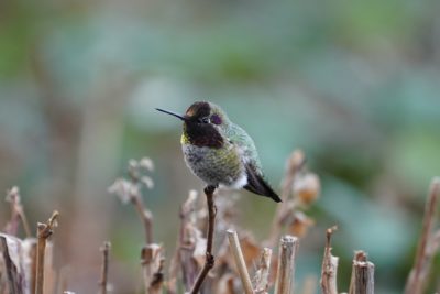 Anna's Hummingbird