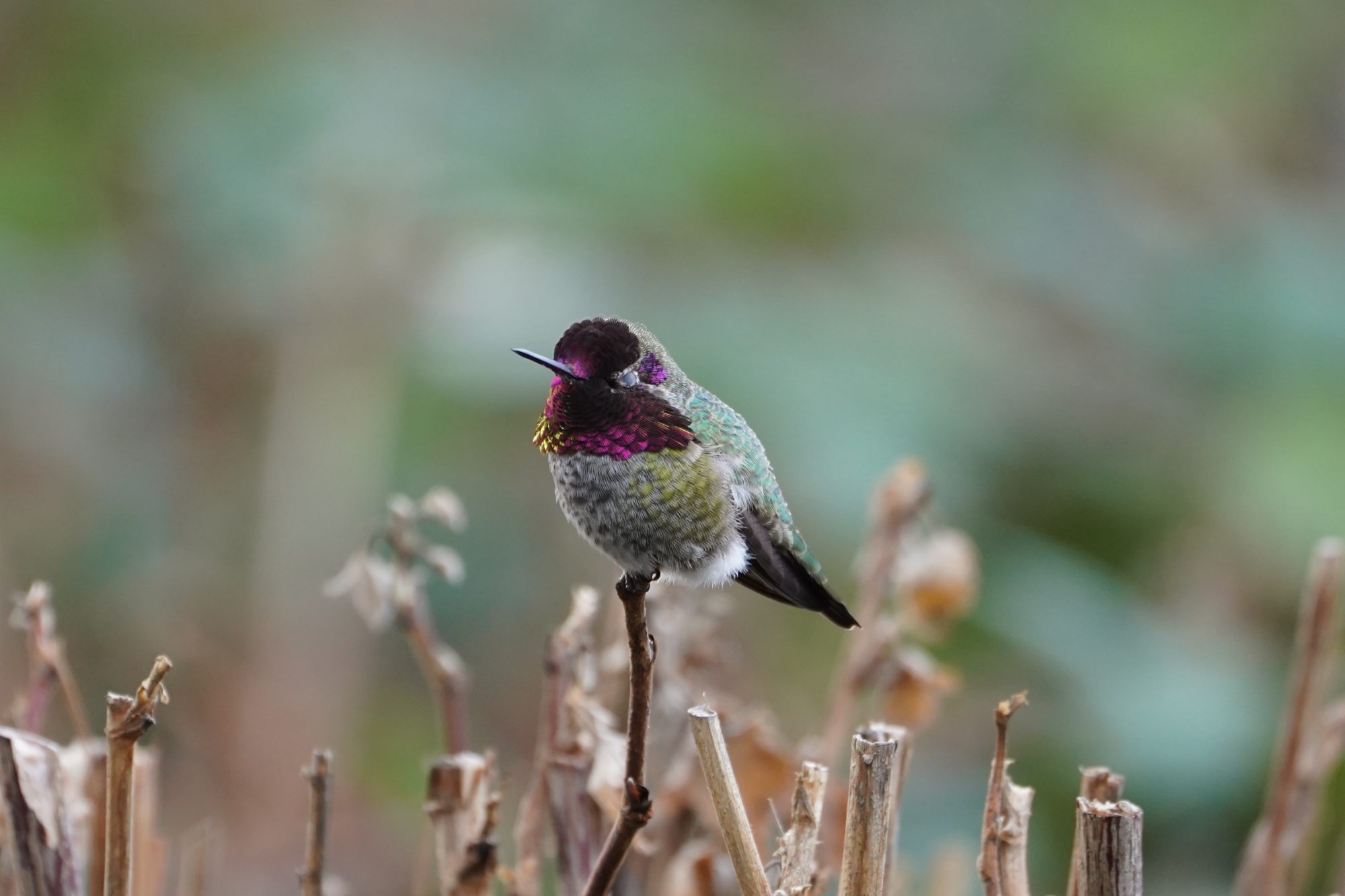 Anna's Hummingbird