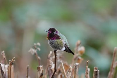 Anna's Hummingbird