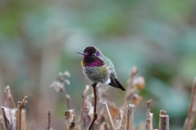 Anna's Hummingbird