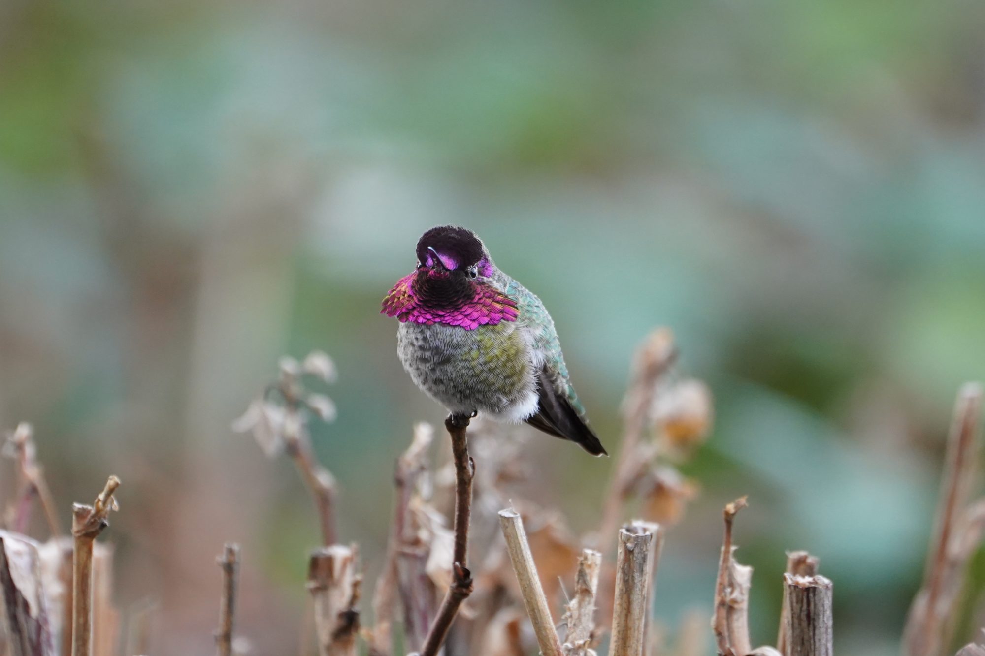 Anna's Hummingbird