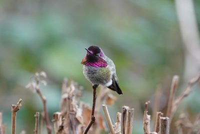 Anna's Hummingbird