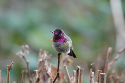 Anna's Hummingbird