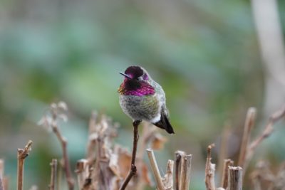 Anna's Hummingbird