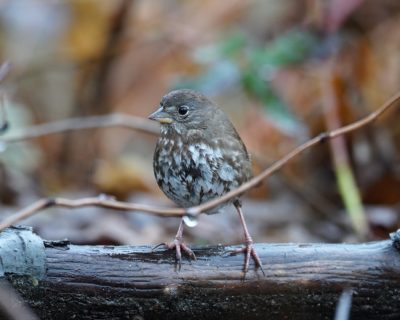 Fox Sparrow