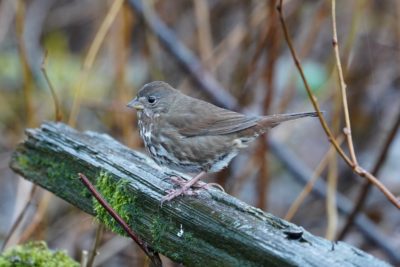 Fox Sparrow