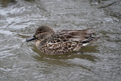 Green-winged Teal, female