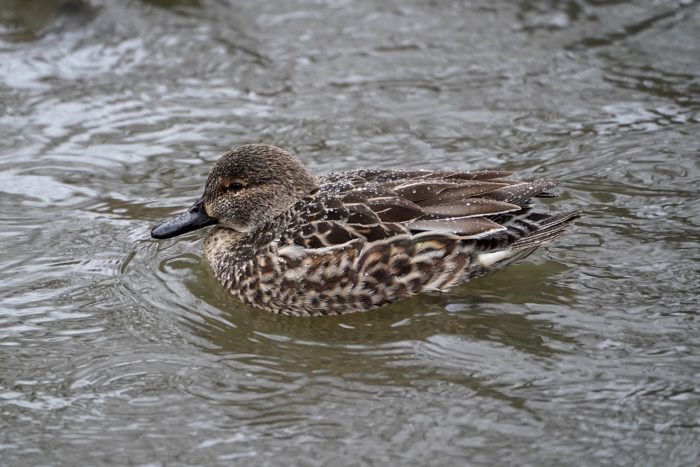 Green-winged Teal, female