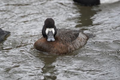 Lesser Scaup, female