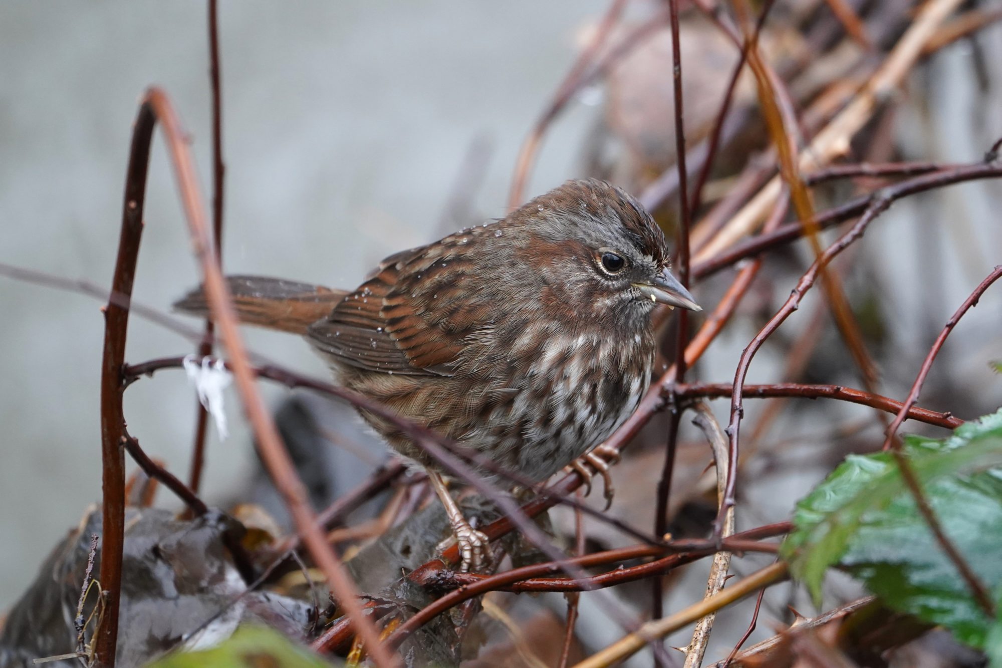 Song Sparrow