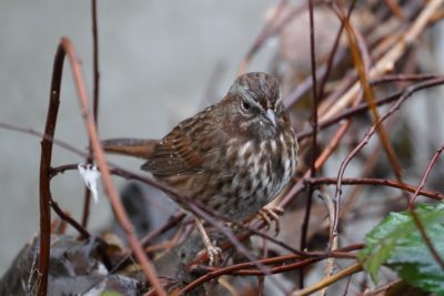 Song Sparrow