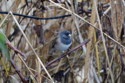 Dark-eyed Junco