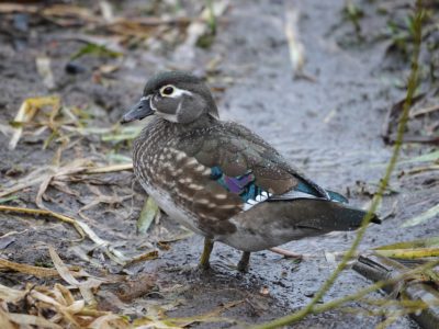 Wood Duck, female