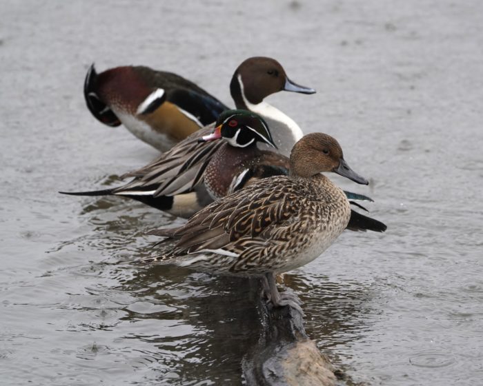 Two Wood Ducks and two Pintails