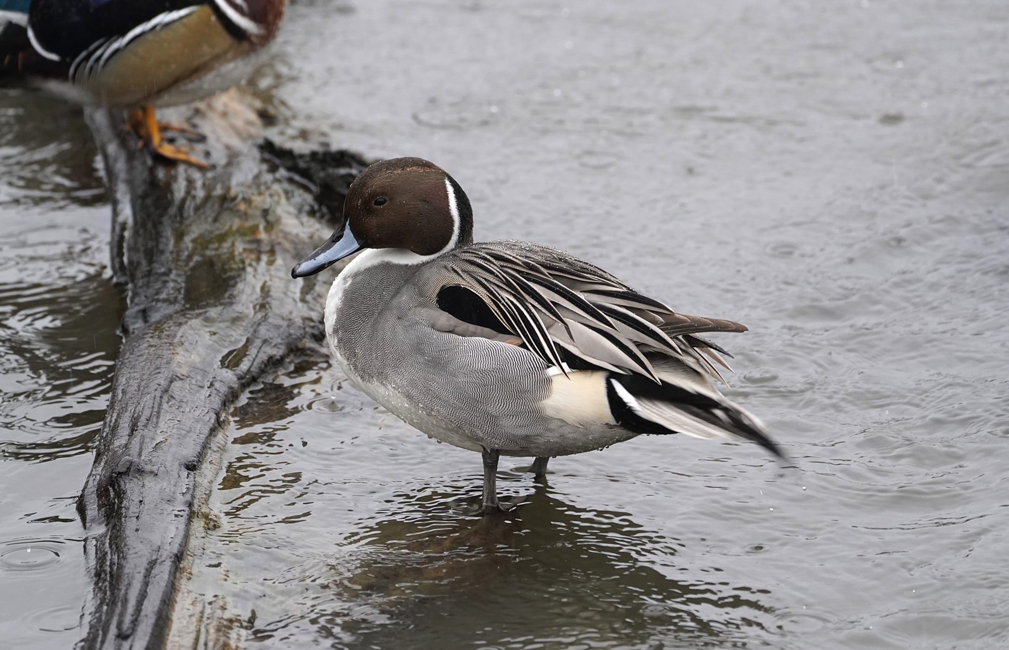 Pintail, male