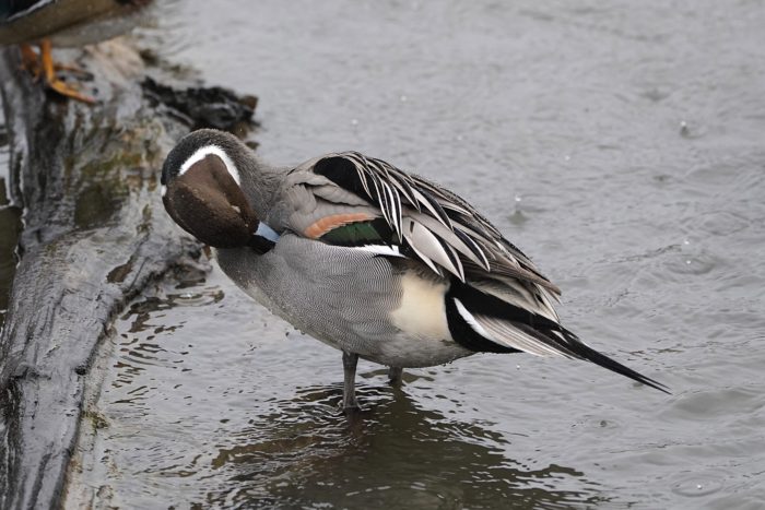 Northern Pintail male, preening