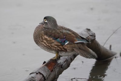 Wood Duck, female