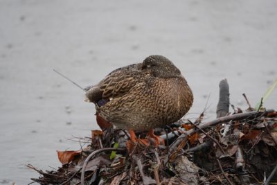 Mallard Duck, female