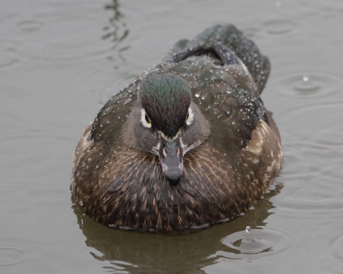 Wood Duck, female