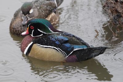 Wood Ducks