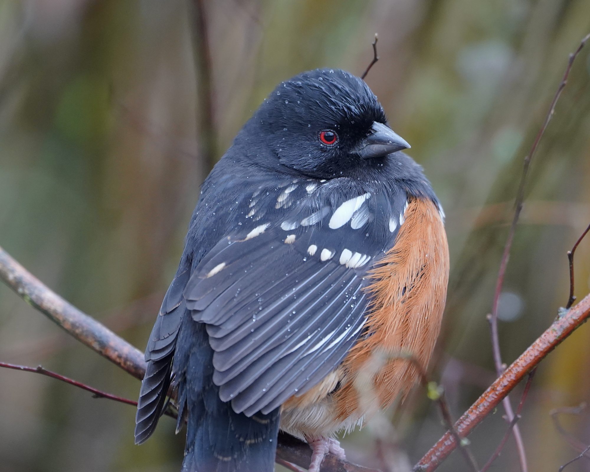 Spotted Towhee