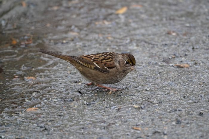 Golden-crowned Sparrow