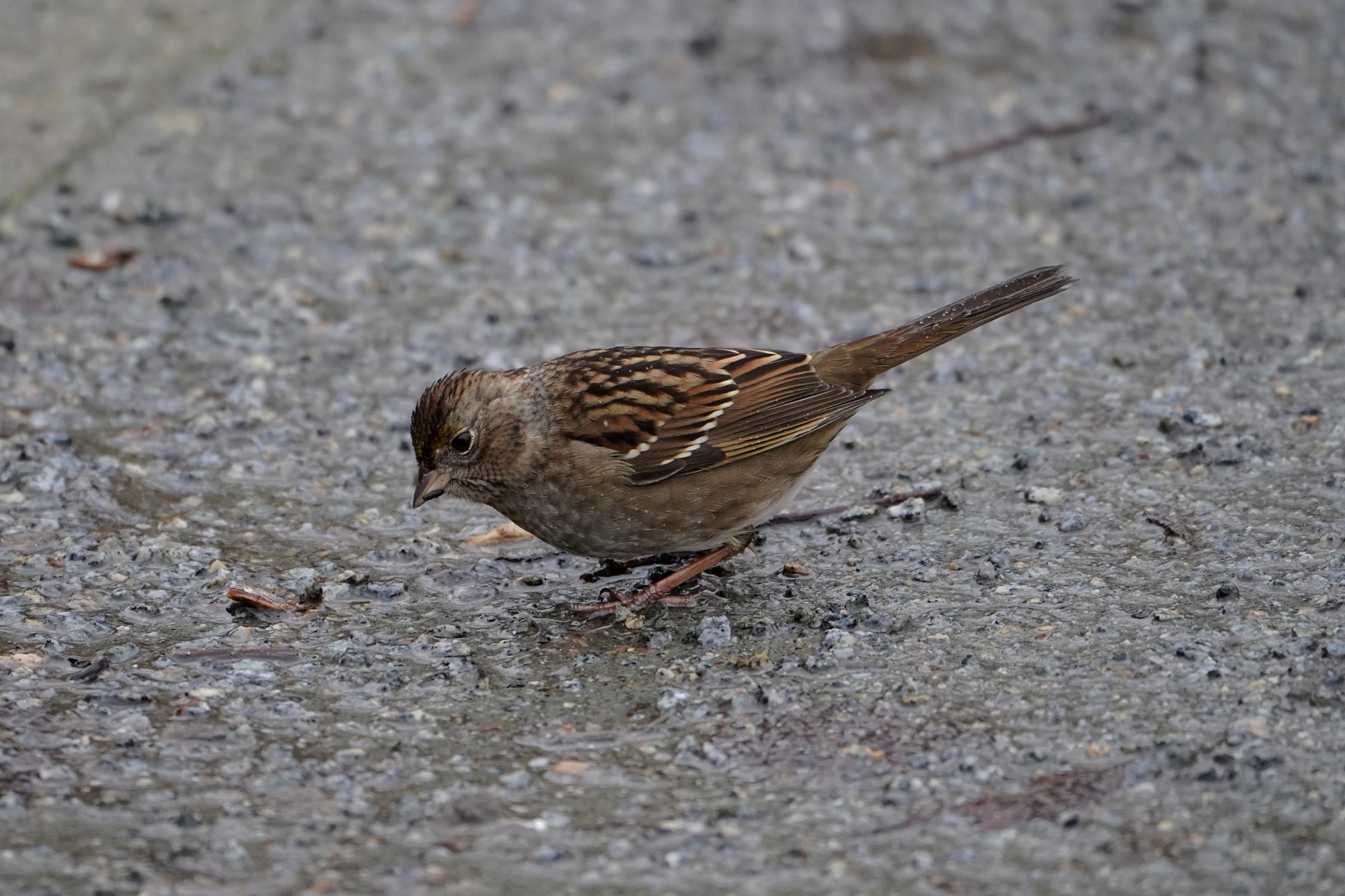 Golden-crowned Sparrow