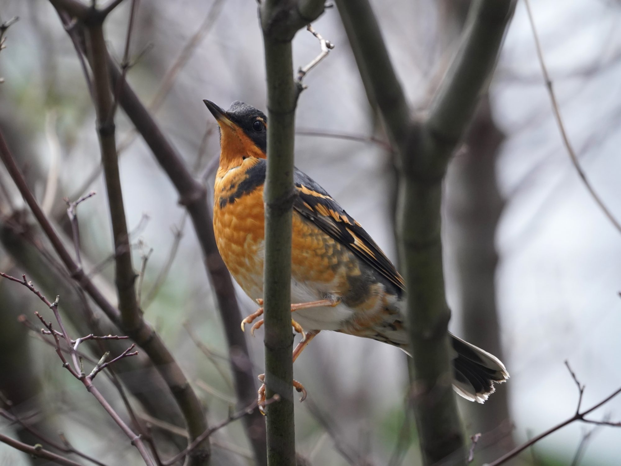 Varied Thrush, male