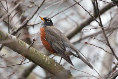 American Robin