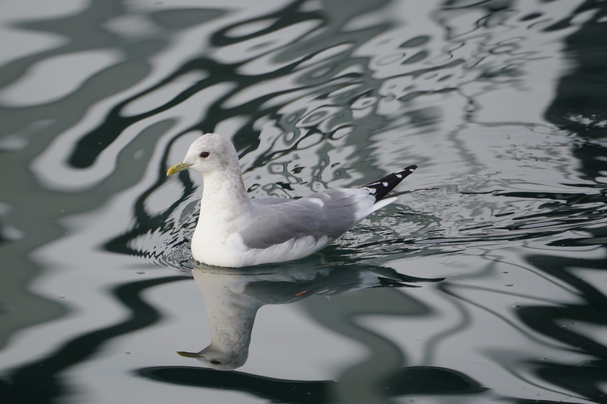 Short-billed Gull