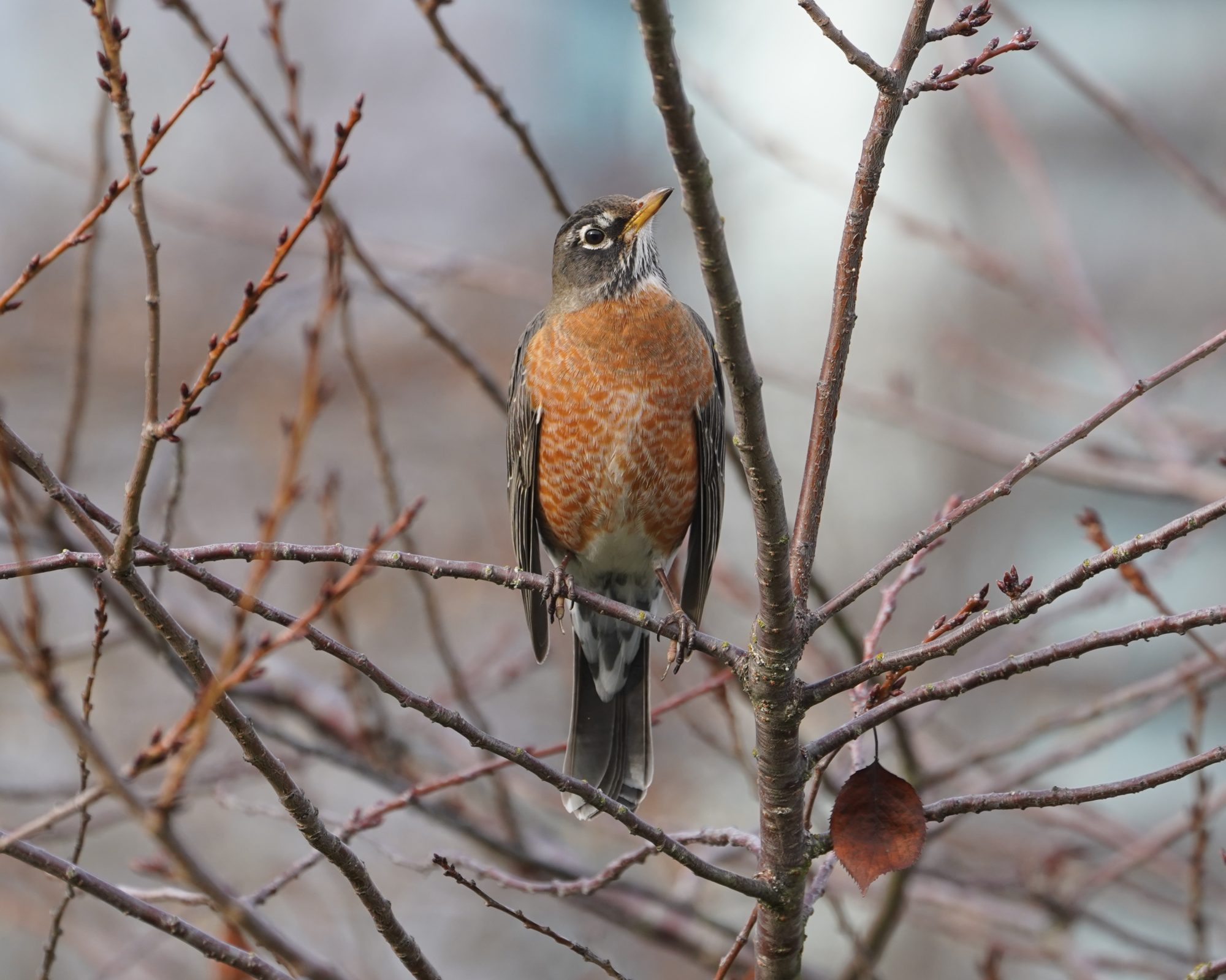 American Robin