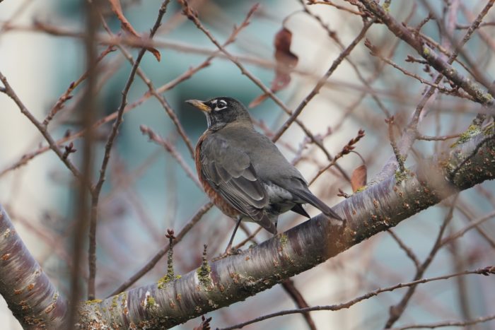 American Robin