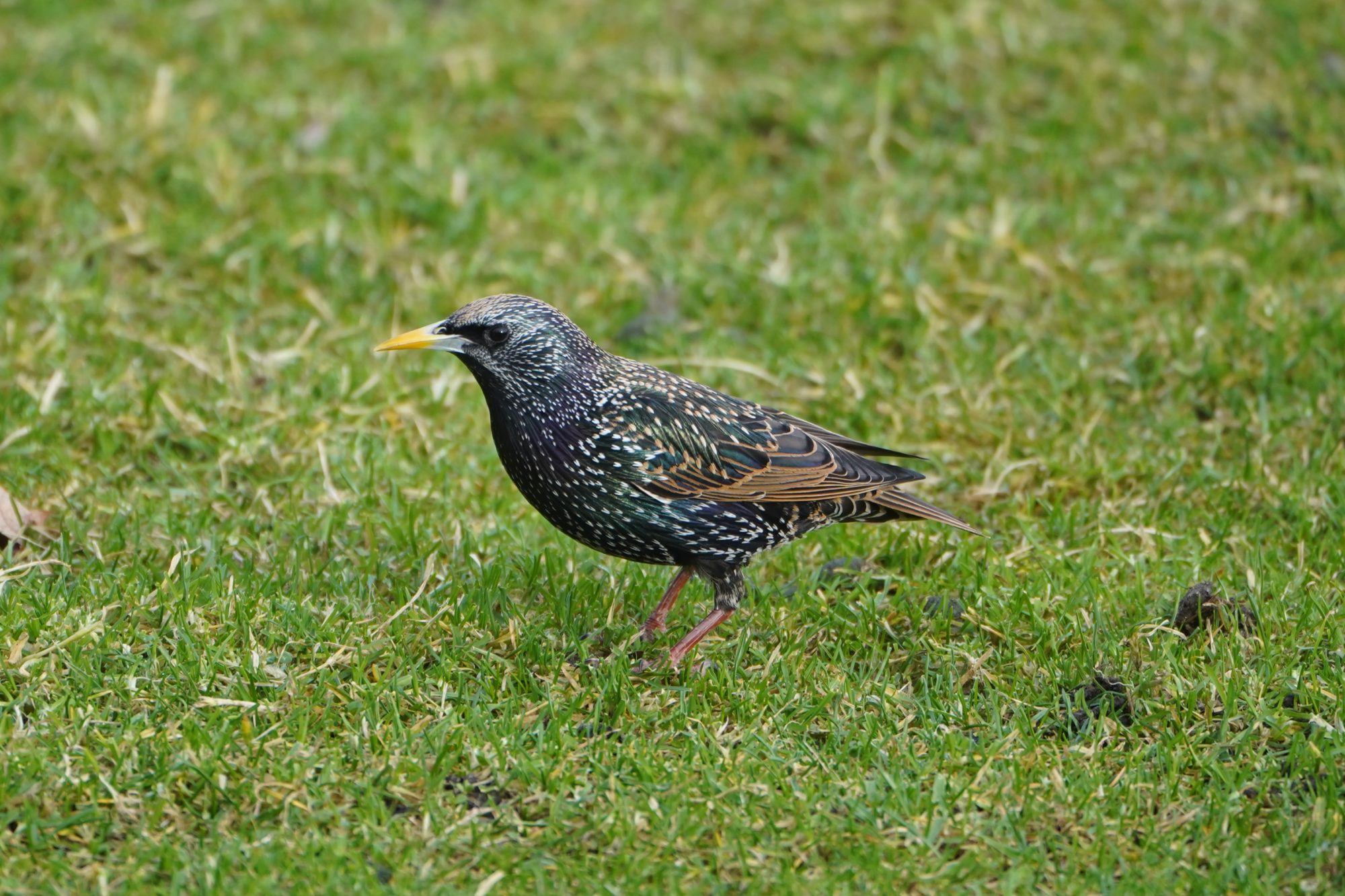 Starling