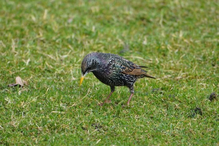 European Starling