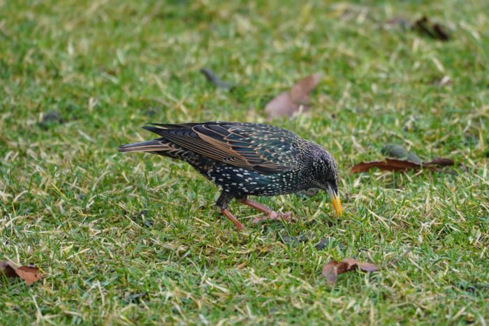 European Starling