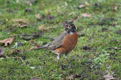 American Robin