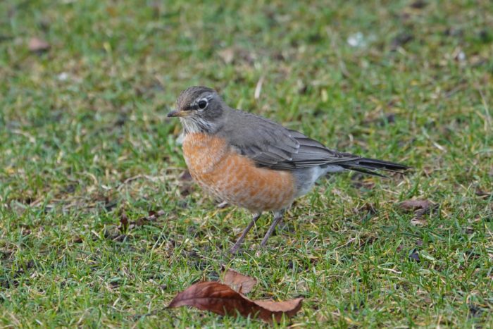 American Robin