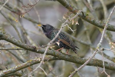 European Starling