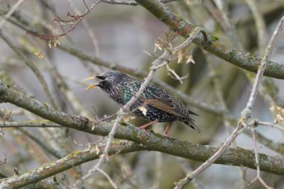 European Starling