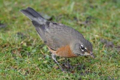 American Robin