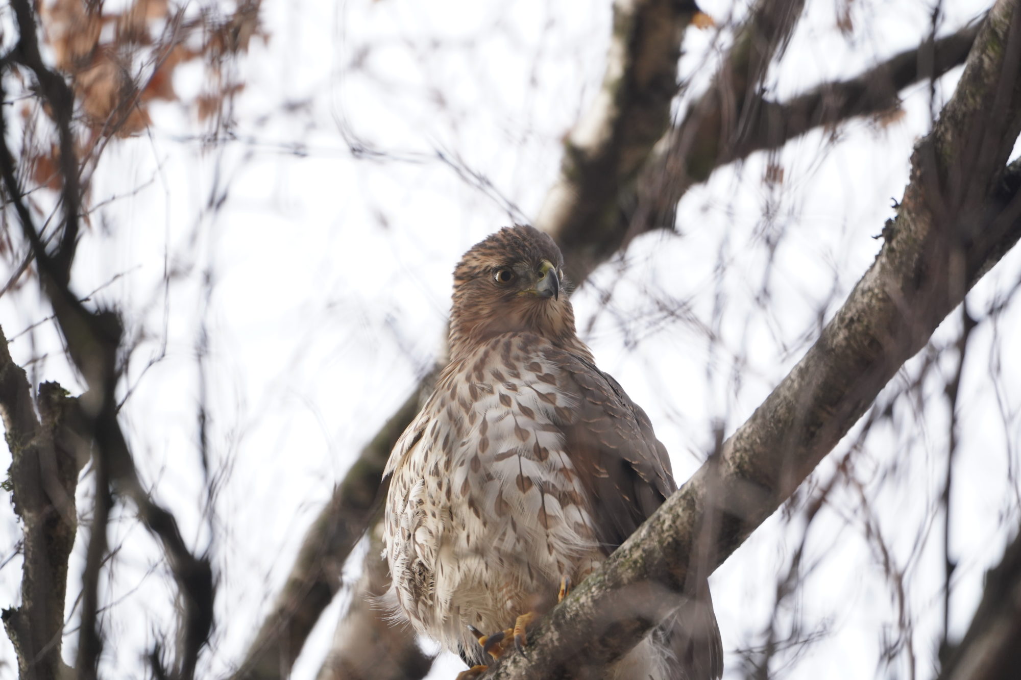 Cooper' Hawk