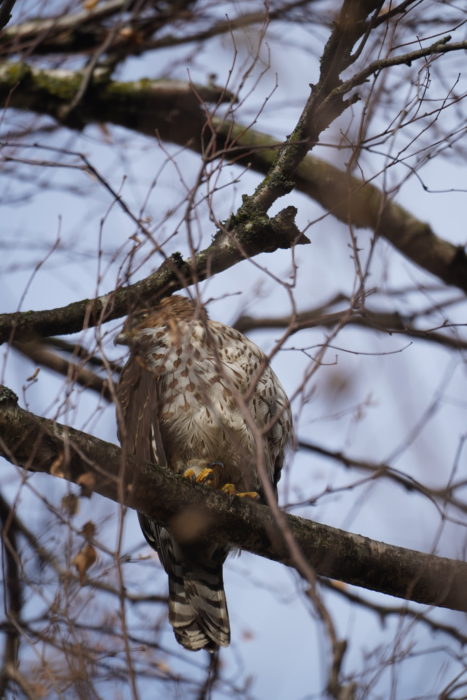 Cooper's Hawk