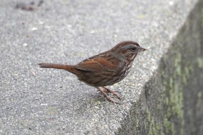 Song Sparrow