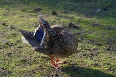 Mallard Duck