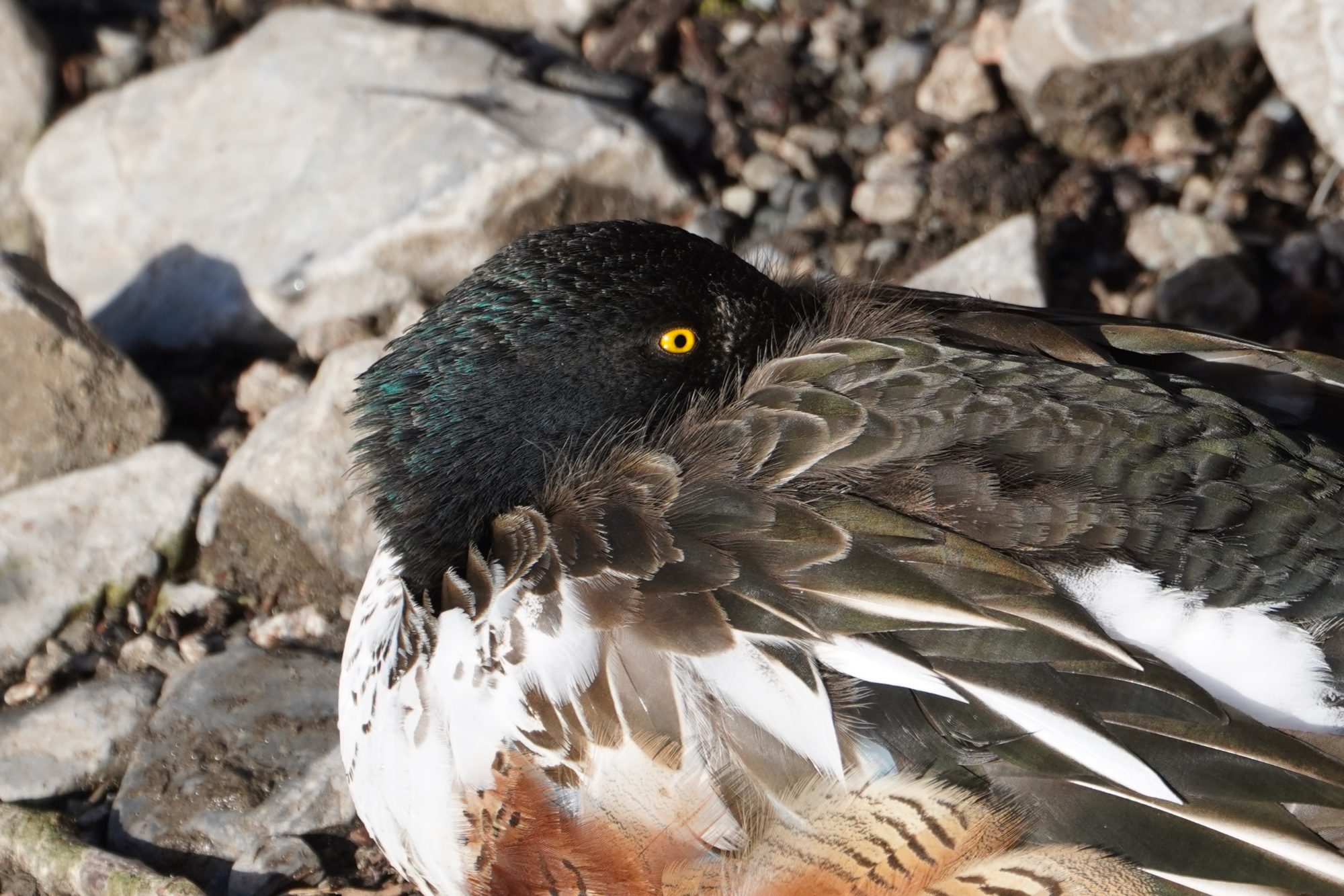 Northern Shoveler, male