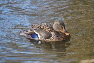 Mallard Duck